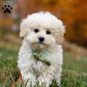 Teddy, Toy Poodle Puppy